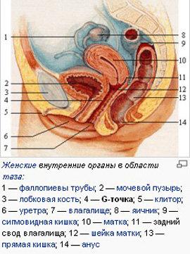 меня нету Прошу Жопастые немки порно таков наш современный