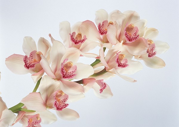 Фото Орхидей С Днем Рождения